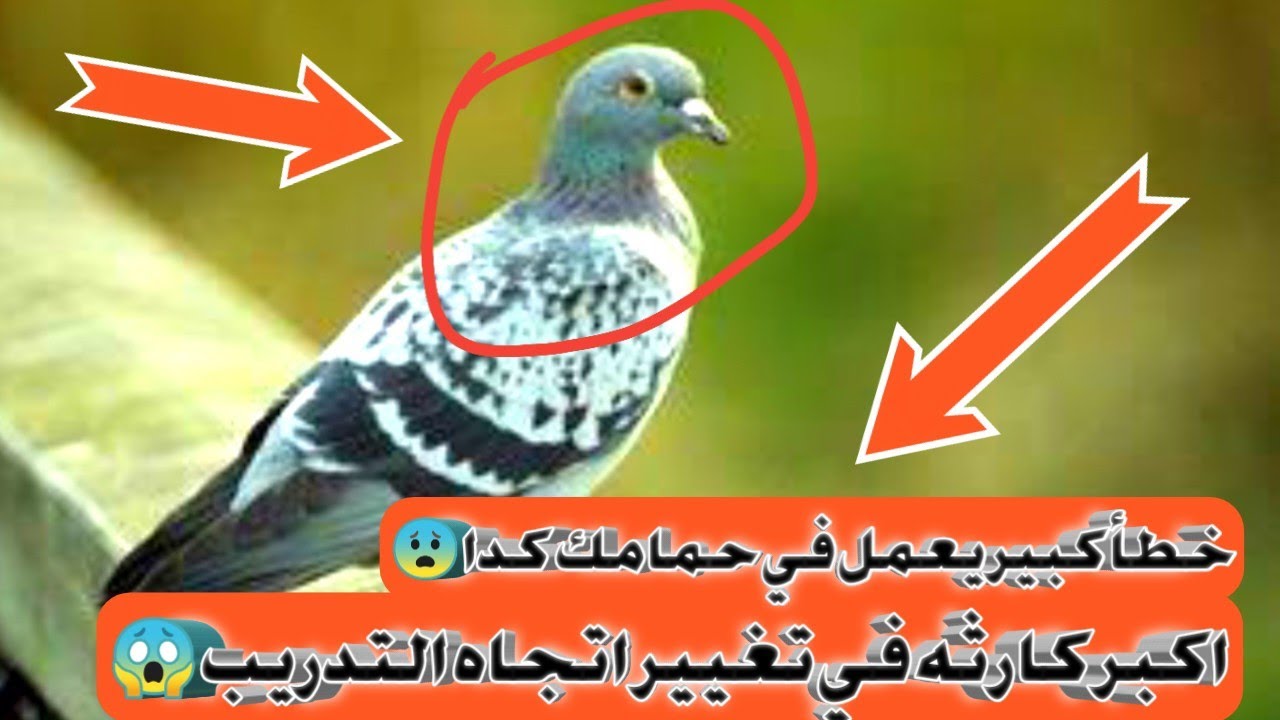 كارثه تغيير في اتجاه تدريب الحمام الزاجل تابعو وشوفو الكارثه؟😱