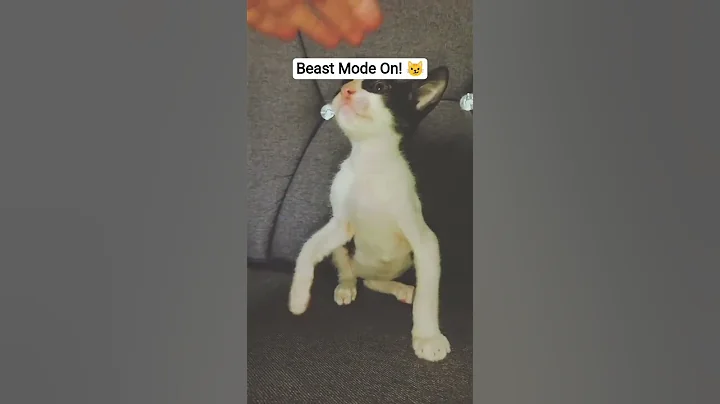 Video 9859481: kitten pet catlover meow, cats catlover pets meow, pet catlover meow cute, pets catlover meow funny