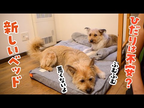 慎重派のひだりのために、おニューのベッドの寝心地を確かめてあげる姉犬ポテ
