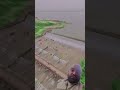 #nature#naturelovers#shorts#short#monsoon#dam#viral#tranding#duet