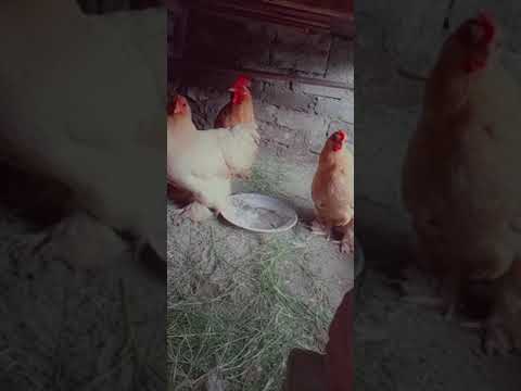 Shok - YouTube