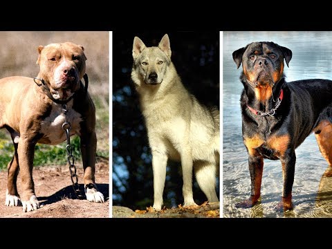 Video: Sieben der verrücktesten Hunderassen der Welt