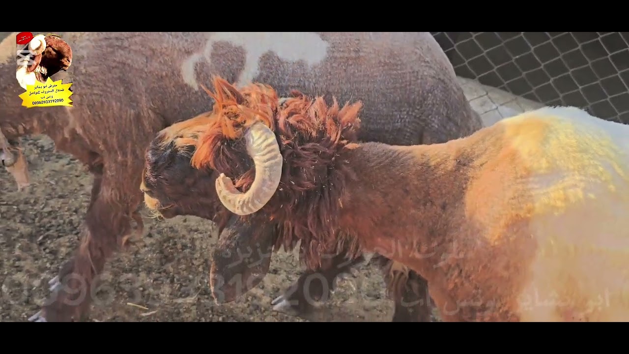 تبارك الله أحسن خلقه زيارة خاصة للأخ أبو عبدو شيخ جوبان  نوادر وفواخر ومزايين من العيار الثقيل جدا 👑