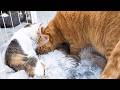 先輩猫たちが怖がり子猫にご挨拶！ドキドキする先輩猫と余裕の子猫が可愛すぎる