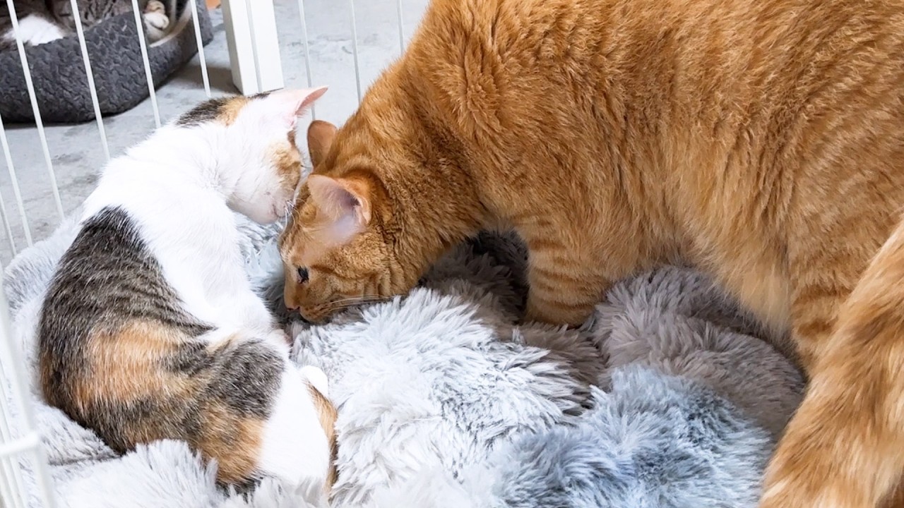 先輩猫たちが怖がり子猫にご挨拶！ドキドキする先輩猫と余裕の子猫が可愛すぎる