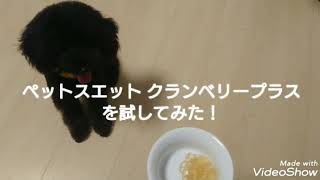 ペットスエット クランベリープラスを試してみた