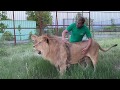 Прайд львов Чука и прайд Олежки  ДЕЛЯТ ТЕРРИТОРИЮ ! Russian Lion man !