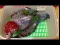 綠翅(紅)金剛鸚鵡 (Green-winged Macaw)  破殼至手養90天全紀錄