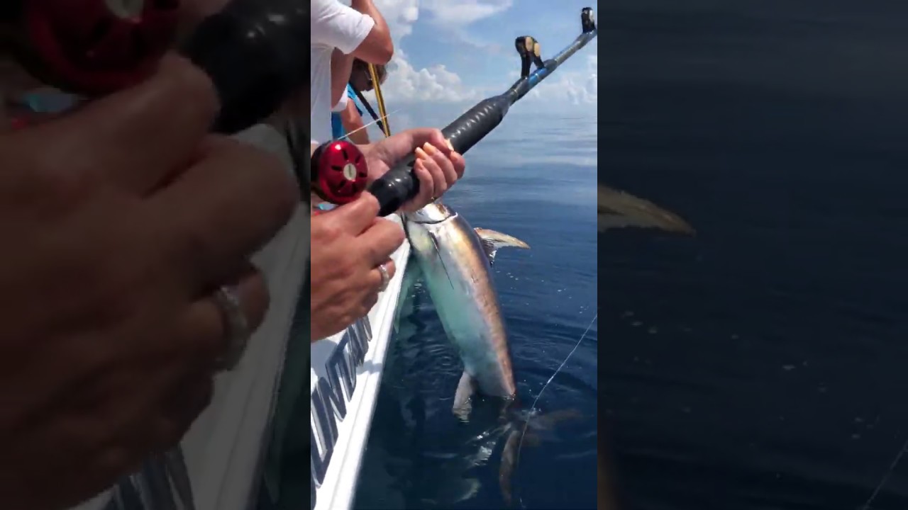 Swordfish Caught on Velocious in Destin, Florida at Pelican Adventures YouTube