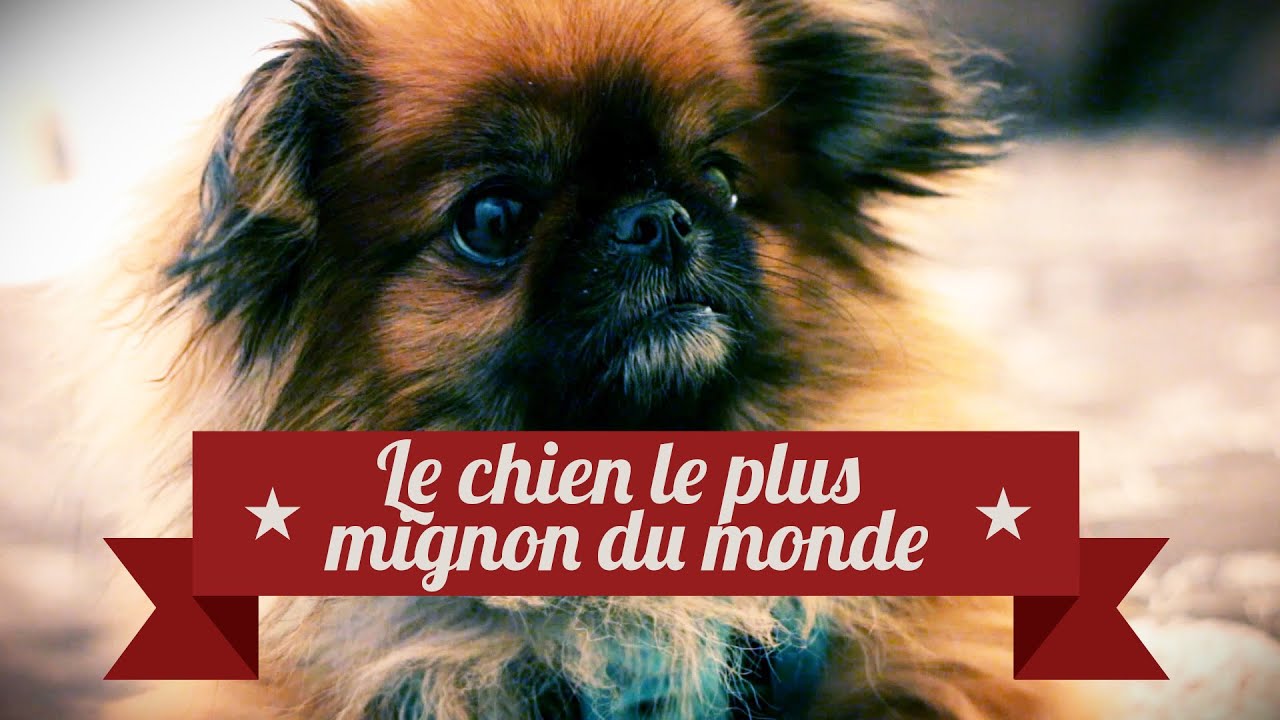 Le chien le plus mignon du monde - The cutest dog on Earth - YouTube