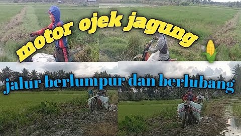 motor ojek muat jagung 🌽 dengan jalur berlumpur dan berlubang