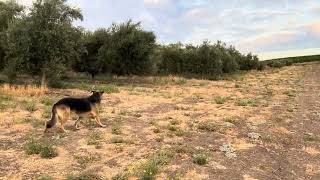 Coyote in the olives