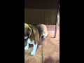 Beagle Dance Scratch