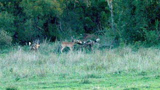 Wild Dogs Pull Down an Impala (Full Hunt)