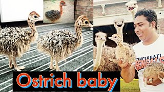 Ostrich eggs collect ||ostrich eggs crack|Ostrich baby sale|Pakistan Ostrich Farm|
