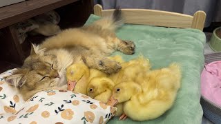 So funny and cute! The kitten carried all three ducklings to bed and cuddled them tightly to sleep