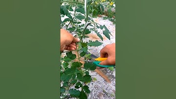 Techniques To Grow High Yield Tomatoes #satisfying #farming