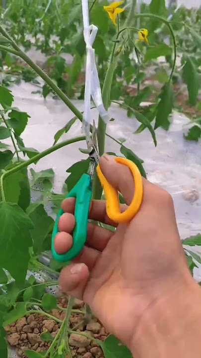 Techniques To Grow High Yield Tomatoes #satisfying #farming