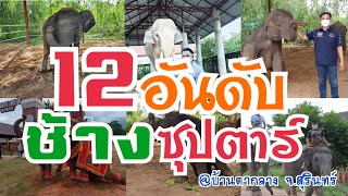 ช้างซุปตาร์❗12 อันดับช้างบ้านตากลาง❗ที่คนติดตามมากที่สุด | อีสาน ออนซอน Channel