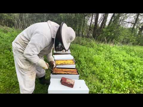 ADDING QUEEN CELLS!