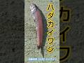 深海魚ハダカイワシ!Lanternfish!加藤英明【公式】かとチャン