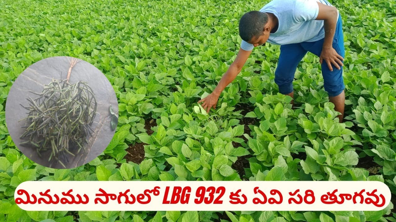 LBG 932 మినుము సాగుకు సారి తూగవు మరే రకము