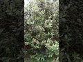 Árbol de guayaba feijoa o de leche 🌳