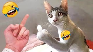 You Laugh You Lose Dogs And Cats  Best Funny Animal Videos 2024 #16