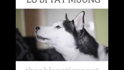 Thánh lồng tiếng nói chuyện với chó buồn cười quá đi p2