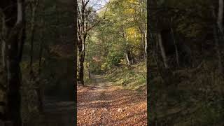 Ноябрь на Красной Поляне в Сочи: листопад в лесу