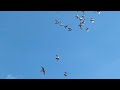 Falcon Attacking Pigeons Like a Hawk