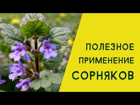 Полезное применение сорняков. Будра плющевидная