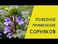 Полезное применение сорняков. Будра плющевидная