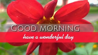 Good Morning Beautiful Video with Gentle Wishes for Your Loved Ones! screenshot 5