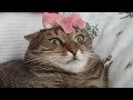 Cute and Funny Cat Videos to Keep You Smiling! | The Pet Collective