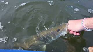 Fishing the Anclote River Springs and Docks