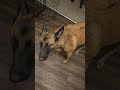 Reward your dogs #pets #shorts #shortvideo #youtube #dog #snacks #discipline #athlete #workingdog