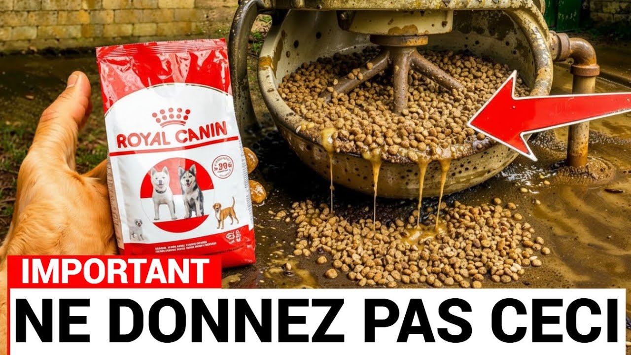 9 Aliments Pour Chiens Français à ÉVITER (et les 2 qui en valent la peine)