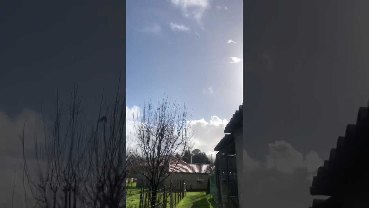 Accipiter gentilis hunting