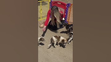 Why would anyone dump dogs in the desert??? 😡😡😡 Watch the full video: www.HopeForPaws.org