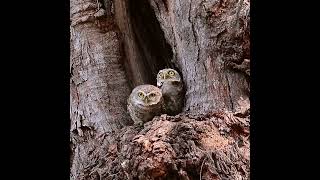 Grumpy And Cheeky Spotted Owlets - Owl Couple #funnybirds #shorts