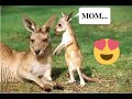 Baby Kangaroo Always Sleeps In The Mother's Pouch