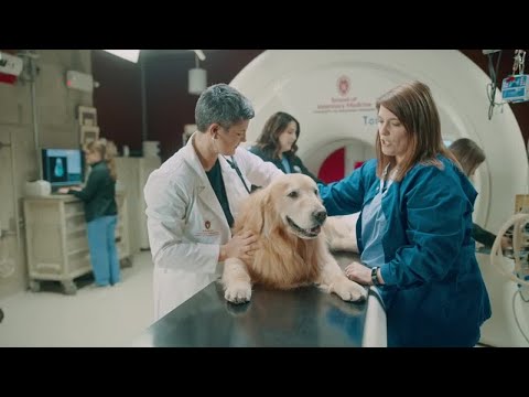 $6 million thank you: Man buys Super Bowl ad to thank vet school that saved his dog