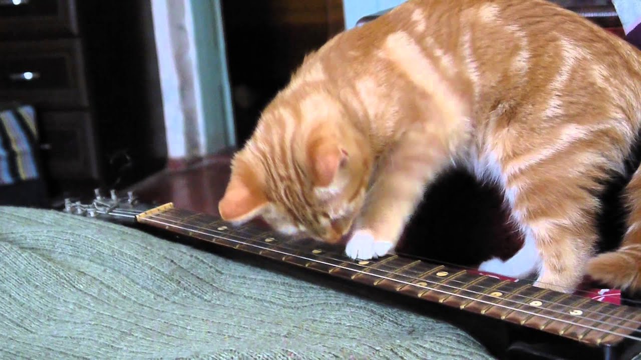 Кот играет на гитаре
