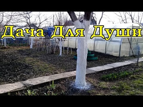 ВСЕ о ПОБЕЛКЕ деревьев: чем, когда, зачем?