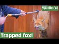 Feisty FOX needs emergency rescue after getting stuck in a fence!
