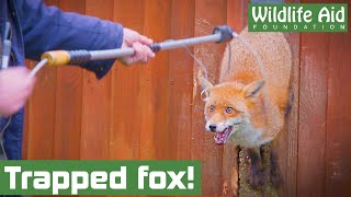 Feisty FOX needs emergency rescue after getting stuck in a fence!