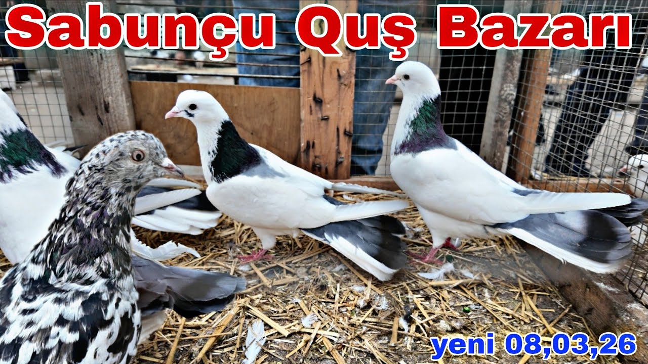 Sabunçu Quş Bazarı 8 mart 2026