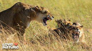 Famous Kill or Be Killed: Nature’s Deadliest Predator vs Prey Battles | Attack and Defend: Full Season Net Worth