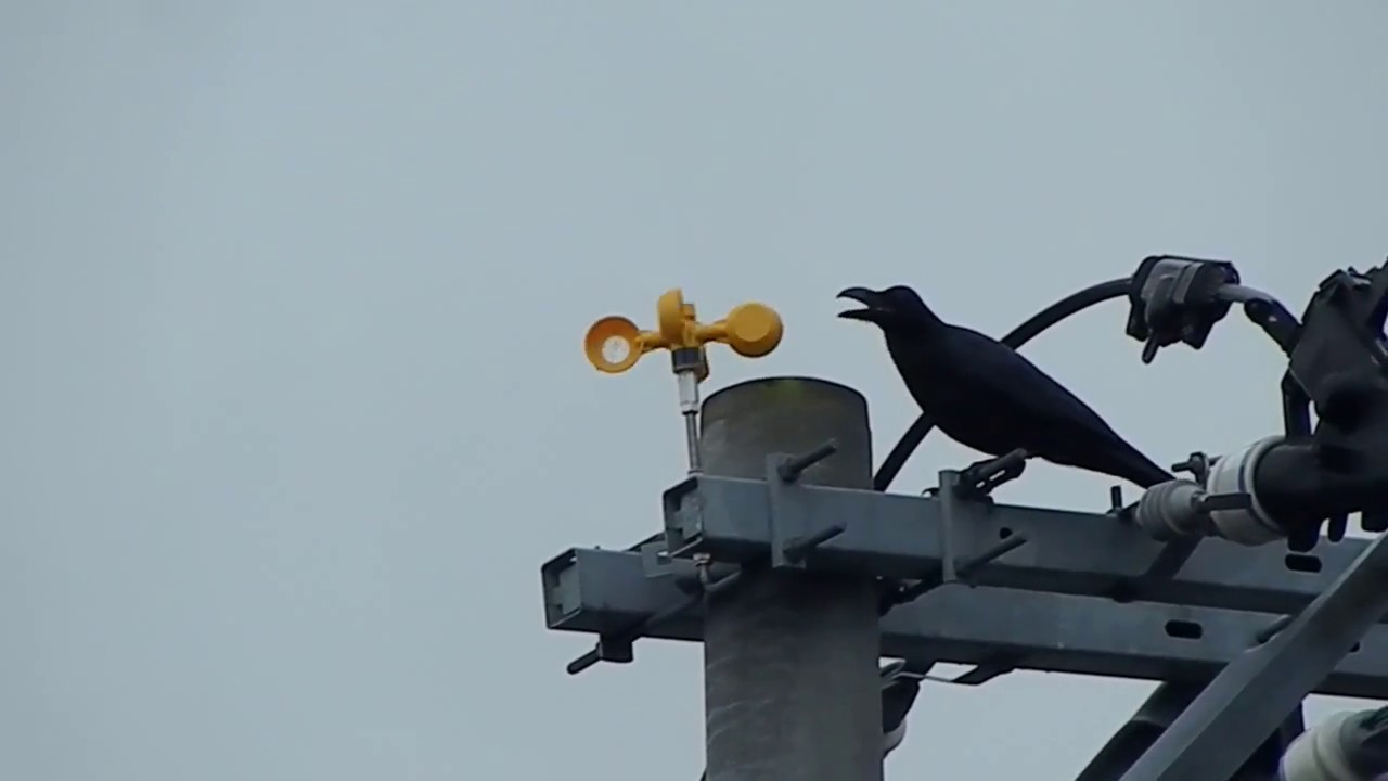 カラス動画 Galaxygems 野鳥まとめ
